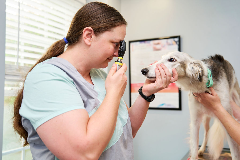 Veterinary technician performing an eye exam on a dog at Paradocs Animal Hospital in Locust Grove, VA.
